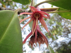 Bruguiera gymnorhiza