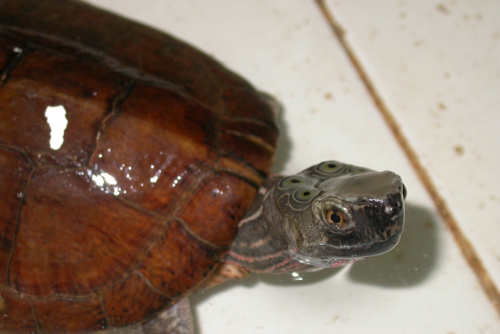 Four-Eyed Turtle