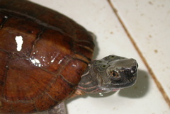 Four-Eyed Turtle photo 1