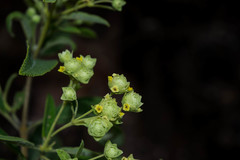 Lippia umbellata