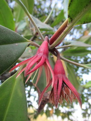 Bruguiera gymnorhiza