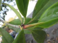 Bruguiera gymnorhiza