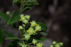 Lippia umbellata