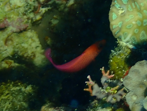Lavender dottyback (Cypho purpurascens) — Pseudochromidae