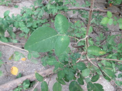 Dendrolobium umbellatum