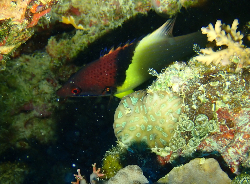 Black-belt Hogfish