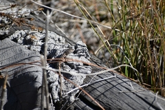 Sceloporus unicanthalis