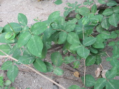 Dendrolobium umbellatum