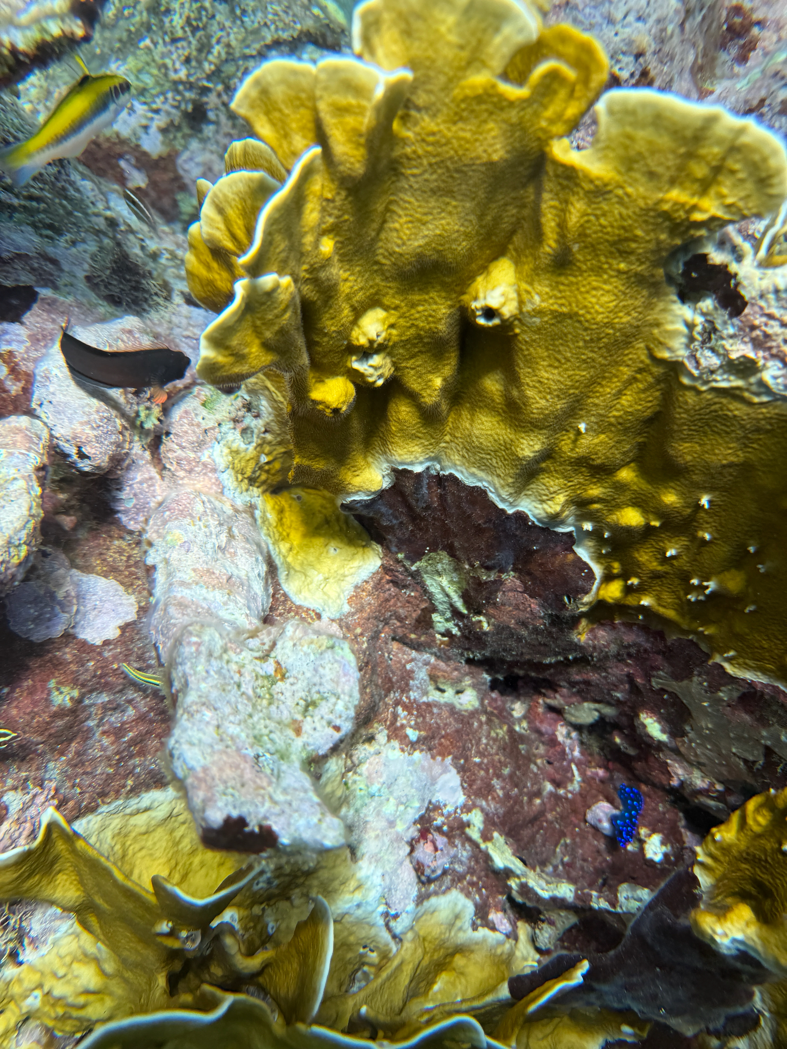 Millepora complanata Lamarck, 1816