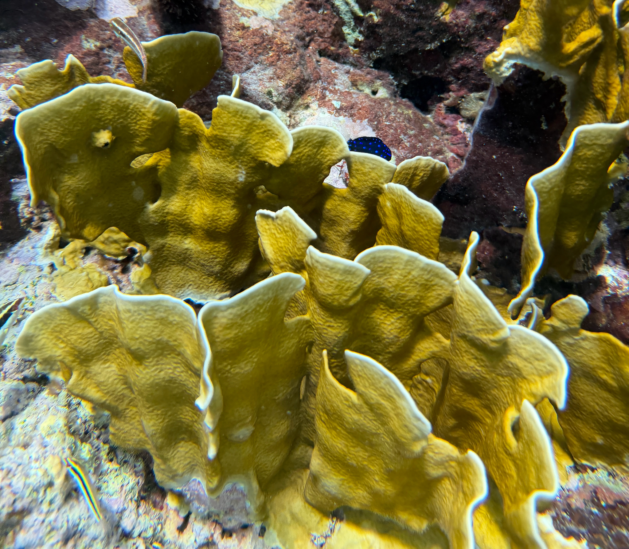 Millepora complanata Lamarck, 1816