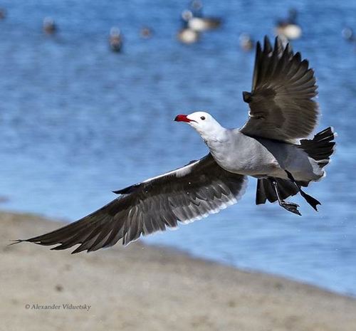 Heermann’s Gull｜赫尔曼鸥 参考照片