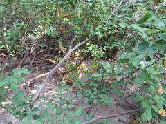 Dendrolobium umbellatum