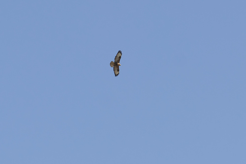 Long-legged Buzzard