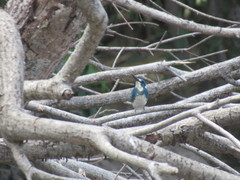 Alcedo coerulescens