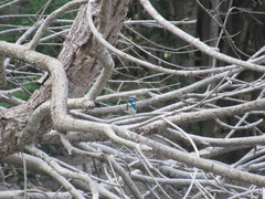 Alcedo coerulescens