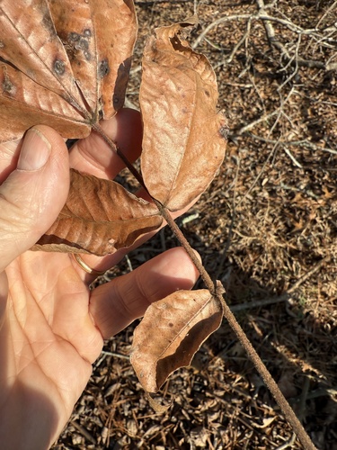 sand hickory (Carya pallida)