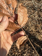 Carya pallida, photograph (c) Hill Craddock, some rights reserved (CC BY)