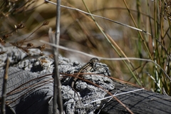 Sceloporus unicanthalis