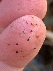 Pyrgulopsis
