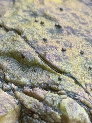Pyrgulopsis