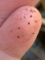 Pyrgulopsis
