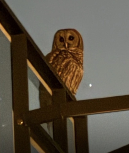 View observation of {o.common_name} on iNaturalist