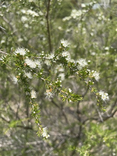 Kunzea axillaris