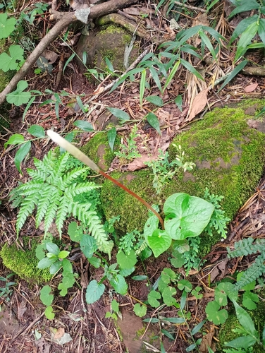 Peperomia armstrongii (Peperomia armstrongii)