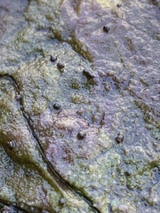 Pyrgulopsis