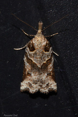 Harmologa amplexana