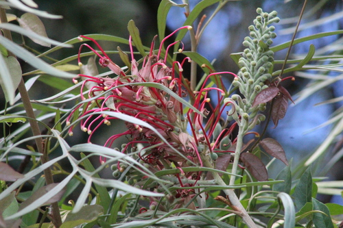 Grevillea banksii