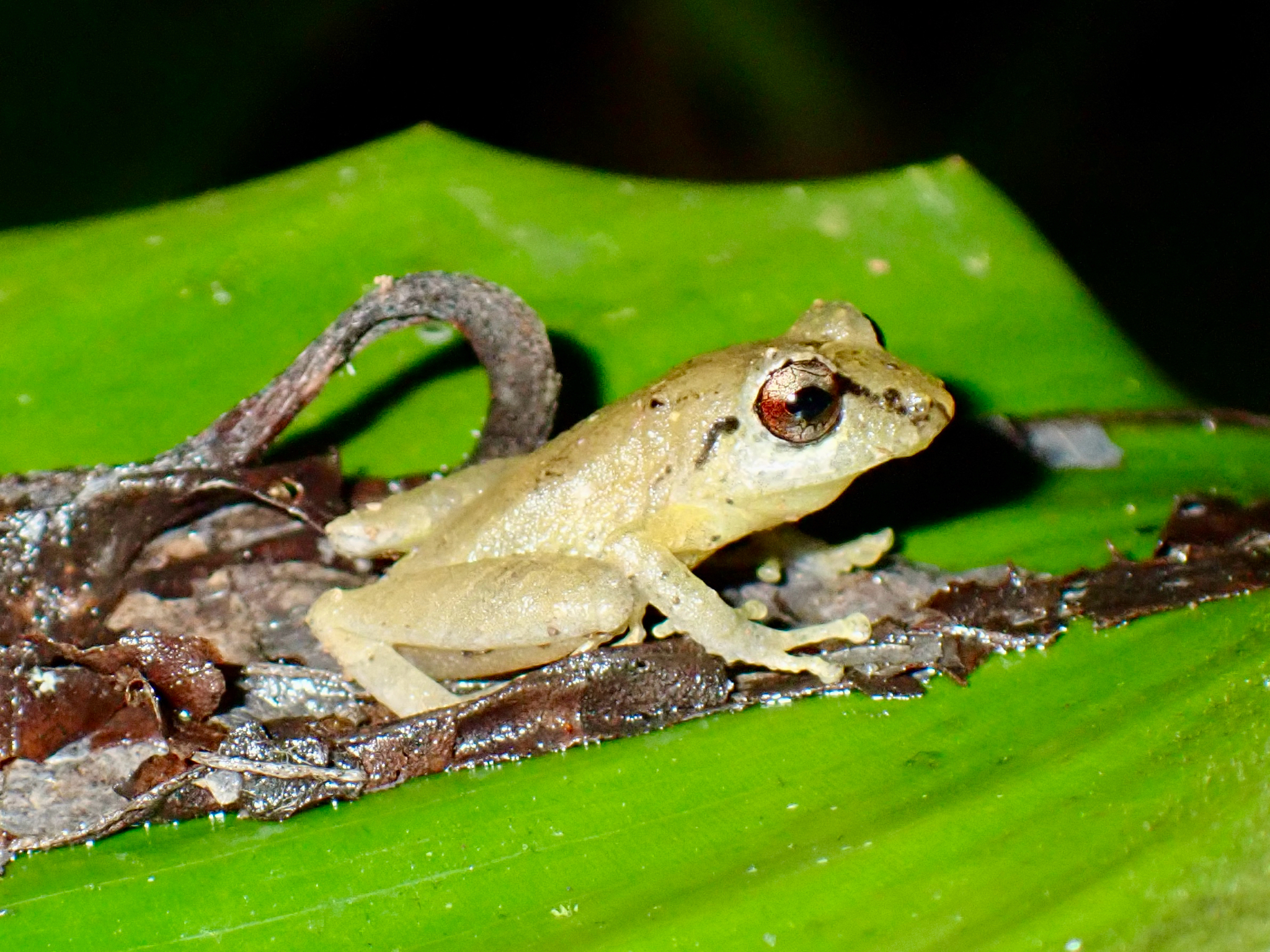 Pristimantis asimus