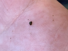 Pyrgulopsis