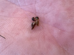 Pyrgulopsis