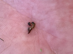 Pyrgulopsis