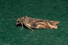 Harmologa scoliastis