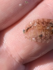 Continenticola