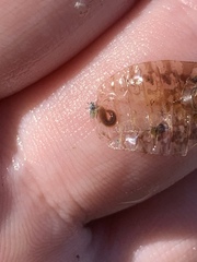 Continenticola