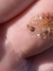 Continenticola