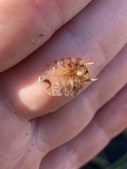 Continenticola
