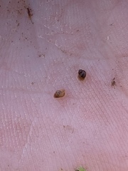 Pyrgulopsis