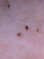 Pyrgulopsis