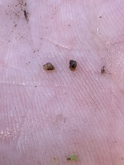 Pyrgulopsis