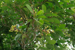 Syzygium kusukusuense