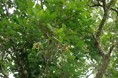 Syzygium kusukusuense
