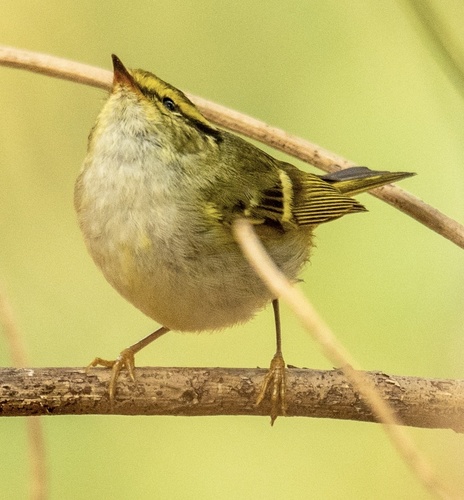 Pallas's Leaf Warbler