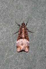 Scoparia minusculalis