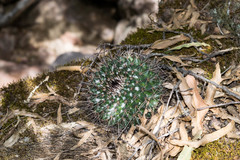 Mammillaria wagneriana