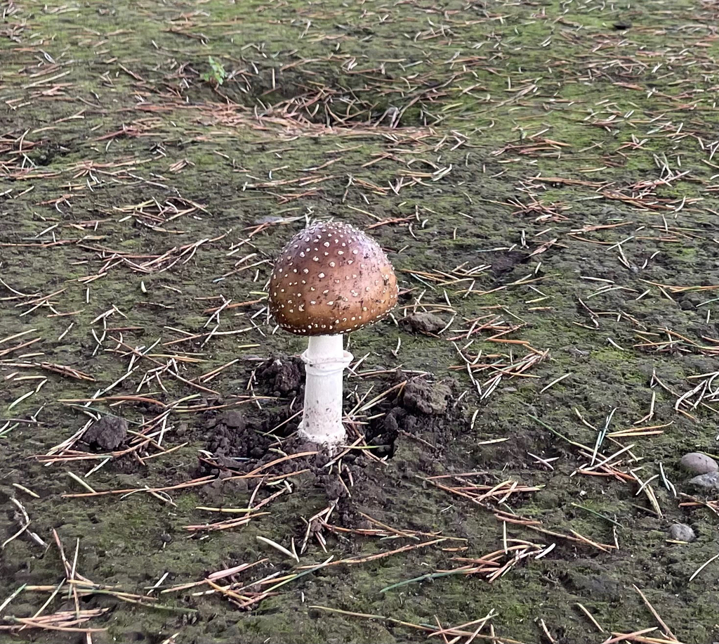 Amanita ibotengutake · June 2025 · photo: © bios_biota (iNaturalist, cc0)