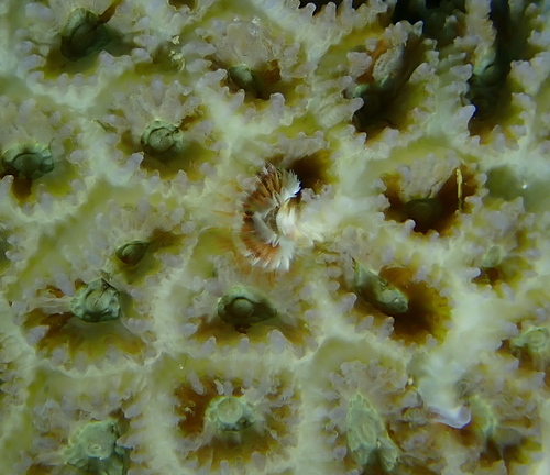 Floriprotis sabiuraensis observed 2026-01-05